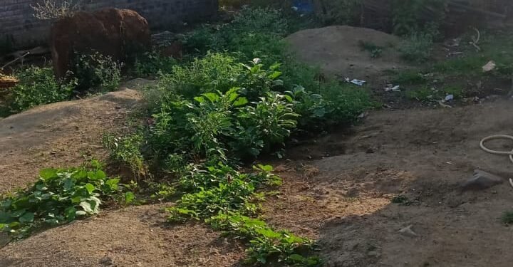 पैसे दिल्याशिवाय काम होणार नाही.चिखलदरा तालुक्यातील गंगाखेड गावातील कृषी अधिकारी व तांत्रिक मागणी.