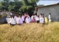 हरसूल भागात भातपिकाच्या नुकसानीची पाहणी