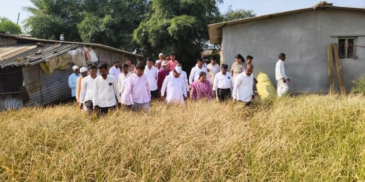हरसूल भागात भातपिकाच्या नुकसानीची पाहणी