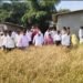 हरसूल भागात भातपिकाच्या नुकसानीची पाहणी