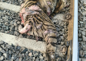 मदनापूरजवळ रेल्वे रुळावर पट्टेदार वाघाचा मृत्यू; किनवट परिसरात खळबळ