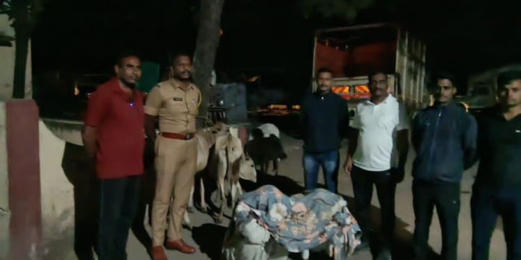 आलेगावात गोवंश कत्तलीच्या ठिकाणी पोलिसांचा छापा; दोघे ताब्यात, दोन गायींची सुटका