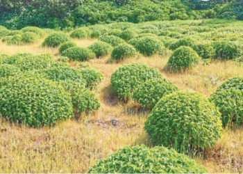 १४ वर्षांनंतर वाकीघोल पठारावर दुर्मिळ ‘बकरा’ वनस्पती बहरली!
