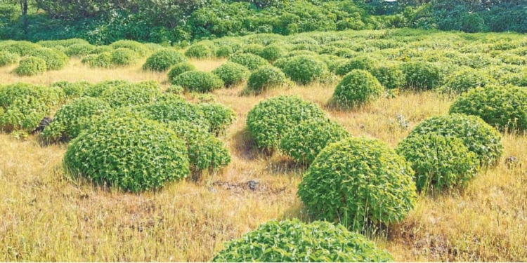 १४ वर्षांनंतर वाकीघोल पठारावर दुर्मिळ ‘बकरा’ वनस्पती बहरली!
