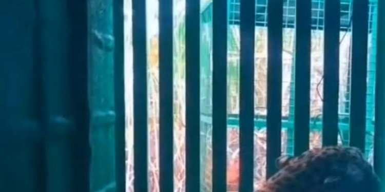 शेडगावच्या युवकांच्या सतर्कतेमुळे कासारमळ्यात बिबट्या पिंजऱ्यात जेरबंद
