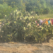 काळ्या मातीतील पिके करपली; खडकावरील निवडुंगाने दिला जगण्याचा ‘महामंत्र’!